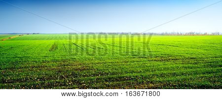 Field of green winter crops and clear sky
