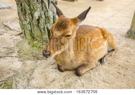 Wild Lonely Deer on Itsukushima Jinja Shrine Itsukushima Miyajima island near Hiroshima. Japan