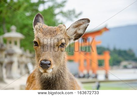 Wild Lonely Deer and floating torii gate in Itsukushima Jinja Shrine Itsukushima (Miyajima) Japan.