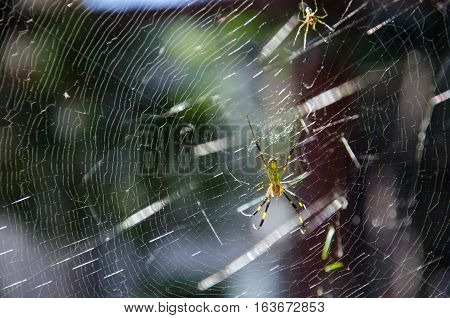 Giant Golden Orb Spider Sitting on the Web in Hiroshima Japan