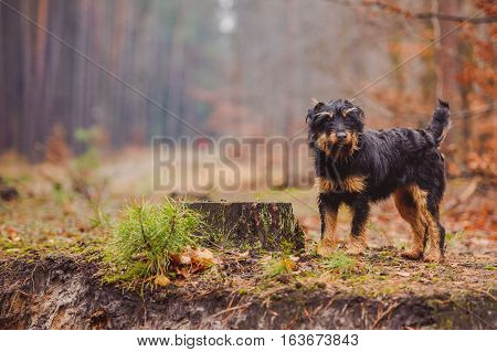 German hunting terrier in the fall forest