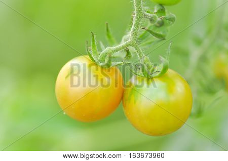 fresh tomato plant on the farm , tomato plant