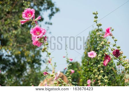 The pink hibiscus flowers in the garden