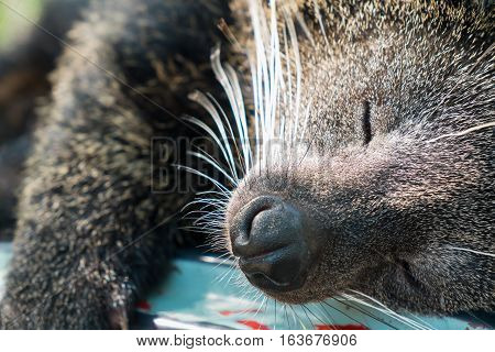 Binturong is sleeping Black binturong lay down