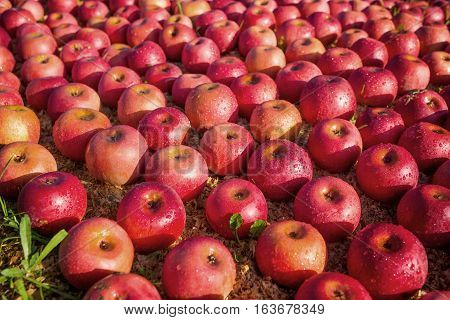lot of Italian typical apples on the ground