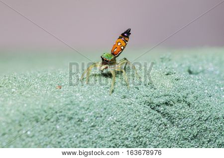 peacock spider, Jumping spider colorful closeup macro photo