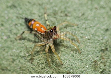 peacock spider, closeup small spider jump with colourful