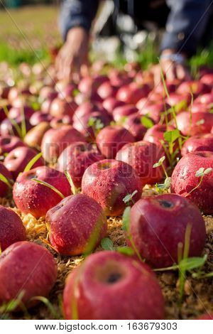 Worker picking italian apples from the ground