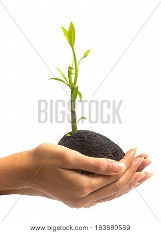 Women hand hold young othalanga sprout seed and leaf on white background