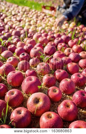 Worker Picking Apples