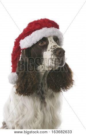 English Springer Spaniel in stdio - Christmas dog