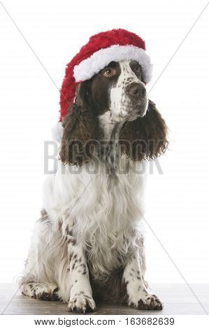 English Springer Spaniel in stdio - Christmas dog