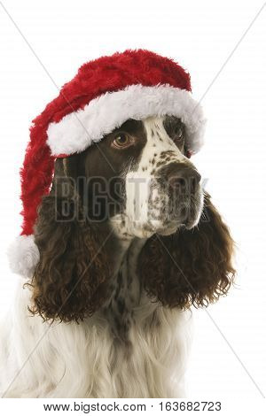 English Springer Spaniel in stdio - Christmas dog