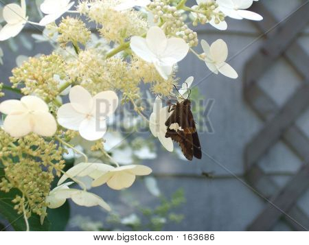 Sommerfugl