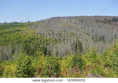 Forest dieback by bark beetle infestations and Kyrill storm, Bavarian Forest - Sumava National Park border. Dead trees. Germany - Czech Republic