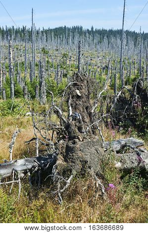 Forest dieback by bark beetle infestations and Kyrill storm, Bavarian Forest - Sumava National Park border. Dead trees. Germany - Czech Republic