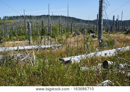 Forest dieback by bark beetle infestations and Kyrill storm, Bavarian Forest - Sumava National Park border. Dead trees. Germany - Czech Republic