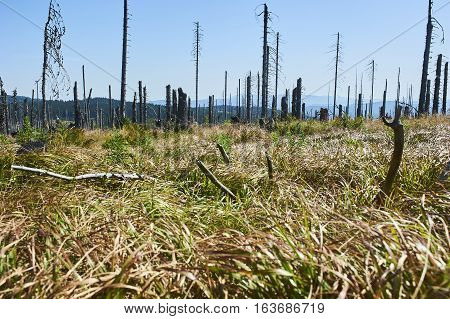 Forest dieback by bark beetle infestations and Kyrill storm, Bavarian Forest - Sumava National Park border. Dead trees. Germany - Czech Republic