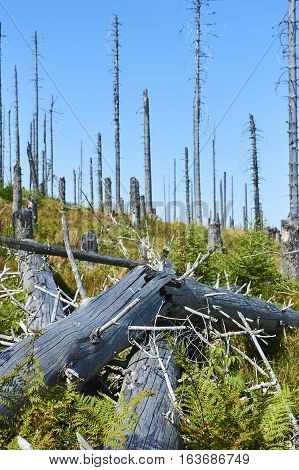 Forest dieback by bark beetle infestations and Kyrill storm, Bavarian Forest - Sumava National Park border. Dead trees. Germany - Czech Republic