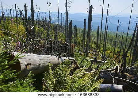 Forest dieback by bark beetle infestations and Kyrill storm, Bavarian Forest - Sumava National Park border. Dead trees. Germany - Czech Republic