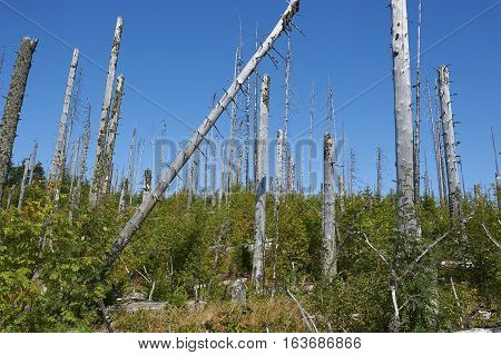 Forest dieback by bark beetle infestations and Kyrill storm, Bavarian Forest - Sumava National Park border. Dead trees. Germany - Czech Republic