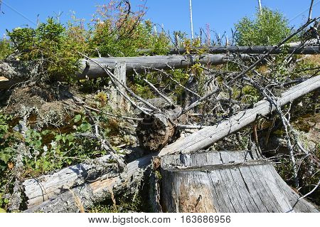 Forest dieback by bark beetle infestations and Kyrill storm, Bavarian Forest - Sumava National Park border. Dead trees. Germany - Czech Republic