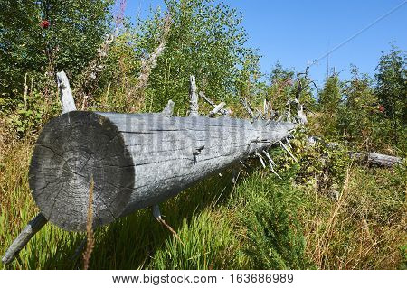 Forest dieback by bark beetle infestations and Kyrill storm, Bavarian Forest - Sumava National Park border. Dead trees. Germany - Czech Republic