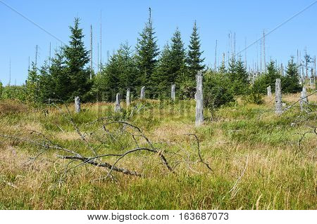 Forest dieback by bark beetle infestations and Kyrill storm, Bavarian Forest - Sumava National Park border. Dead trees. Germany - Czech Republic
