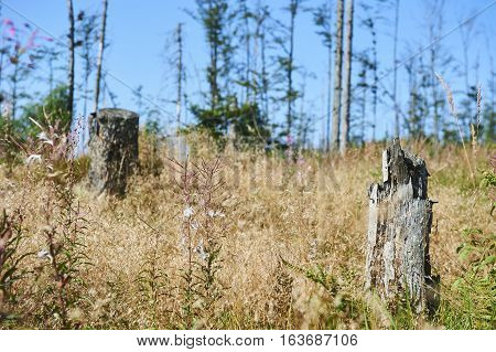 Forest dieback by bark beetle infestations and Kyrill storm, Bavarian Forest - Sumava National Park border. Dead trees. Germany - Czech Republic