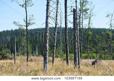 Forest dieback by bark beetle infestations and Kyrill storm, Bavarian Forest - Sumava National Park border. Dead trees. Germany - Czech Republic