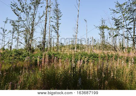 Forest dieback by bark beetle infestations and Kyrill storm, Bavarian Forest - Sumava National Park border. Dead trees. Germany - Czech Republic