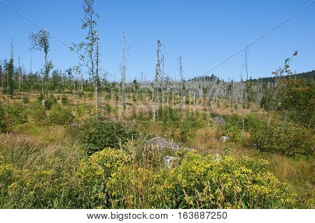 Forest dieback by bark beetle infestations and Kyrill storm, Bavarian Forest - Sumava National Park border. Dead trees. Germany - Czech Republic