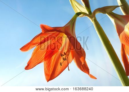 Red zephyr flower blossom in spring outdoor against blue sky closeup