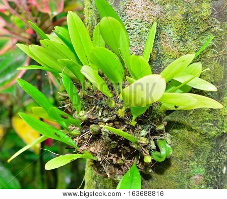Snowflake Plant Trevesia Species Araliaceae