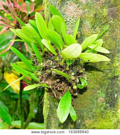 Snowflake Plant Trevesia Species Araliaceae