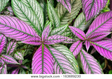Persian Shield Strobilanthes Dyeranus Acanthaceae