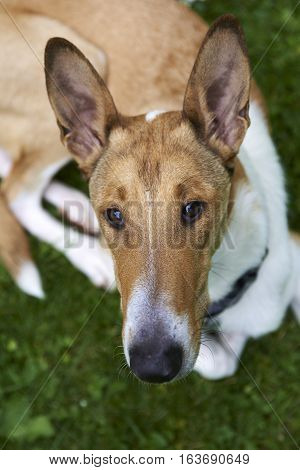 Male pure breed golden smooth (short haired) collie lying on the grass