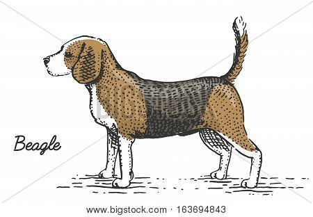 dog breeds engraved, hand drawn vector illustration in woodcut scratchboard style, vintage species. beagle