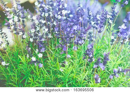 Growing lavender flower In a field at sunset. Lavender flower with shallow depth of field.