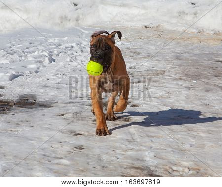 Closeup portrait of Little puppy (age four months) breed South African Boerboel (South African Mastiff) executes the command 