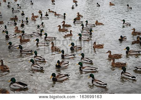 ducks and drakes on the lake. large concentration