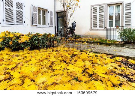 Yellow Cover Of Autumnal Leaves Near Ouse Entrance