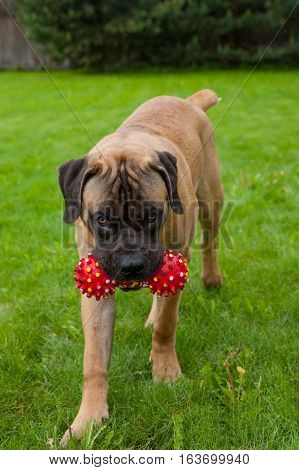 Closeup portrait of Little puppy (age five months) breed South African Boerboel (South African Mastiff) executes the command 