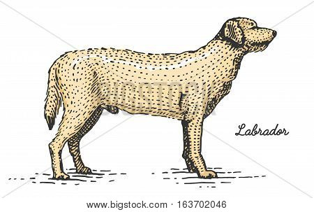 dog breeds engraved, hand drawn vector illustration in woodcut scratchboard style, vintage species. labrador retriever and dalmatian