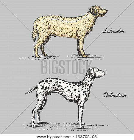 dog breeds engraved, hand drawn vector illustration in woodcut scratchboard style, vintage species. labrador retriever and dalmatian