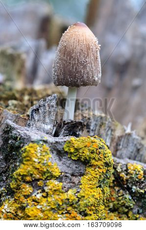 mushroom in a old trunk, fungi coprinus atramentarius