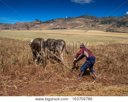 People With Oxen
