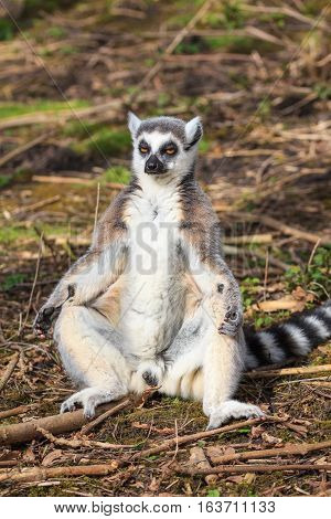 A male Madagascar Lemur takes a sunbath