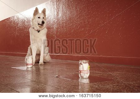 Finished identification of odor traces by police dog on location
