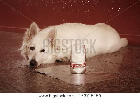 Recognition of odor traces by police dog on location